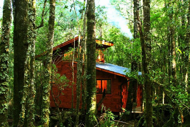 Bosque Milenario Conaripe