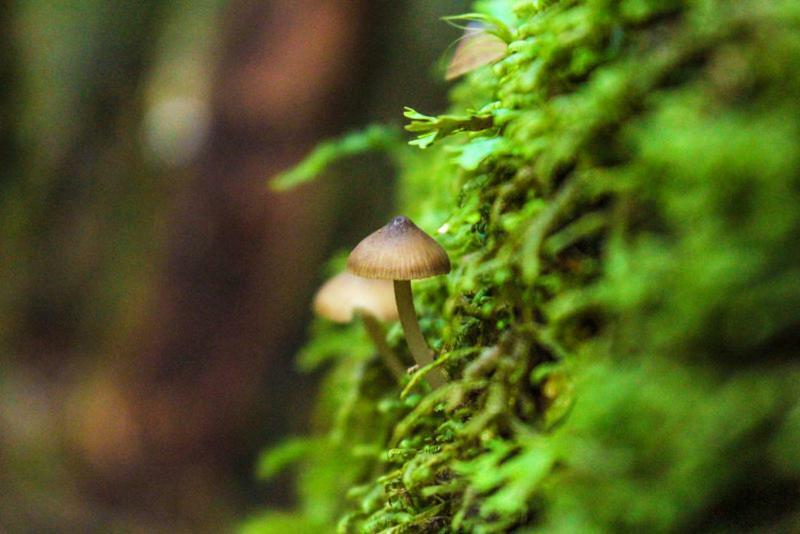 Bosque Milenario Conaripe